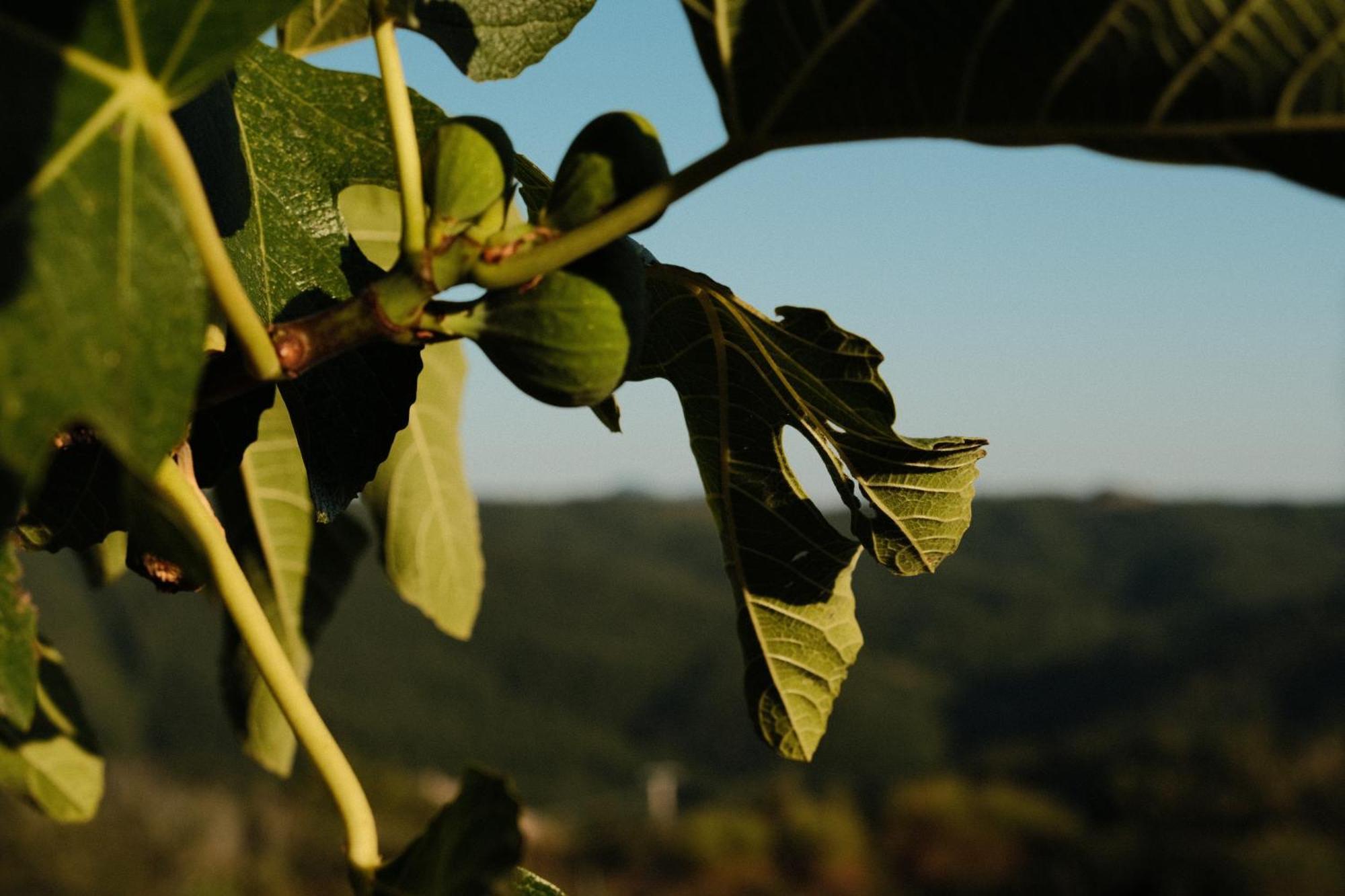 Vin Hotel - Wine Resort And Agriturismo Montieri Екстер'єр фото